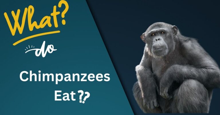 What Do Chimpanzees Eat?