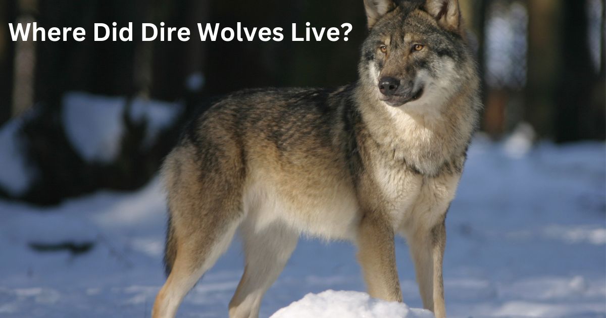 Dire Wolf Facts