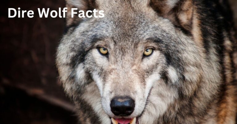 Dire Wolf Facts