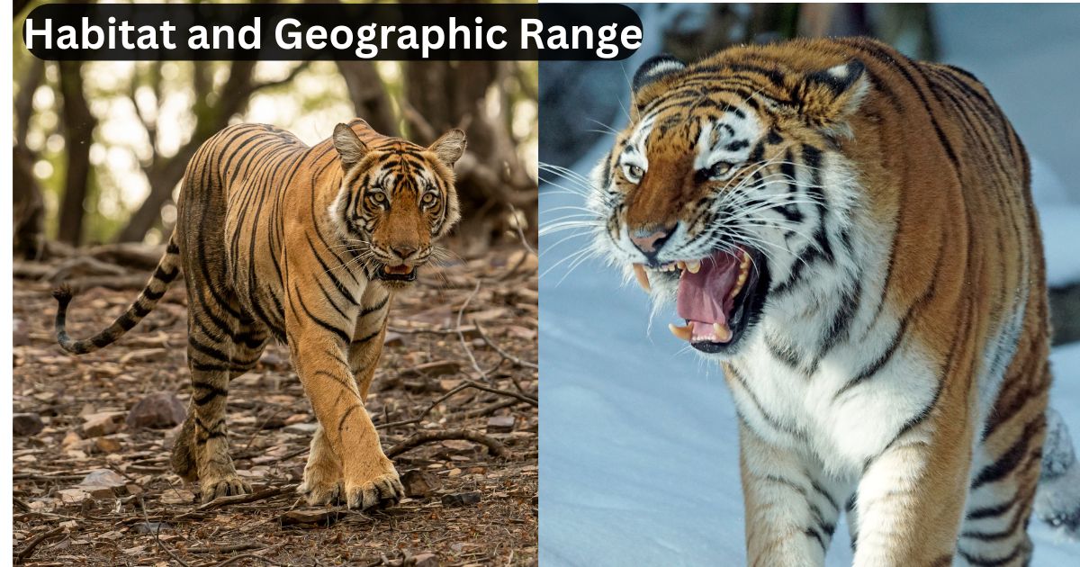 Siberian Tiger vs. Bengal Tiger