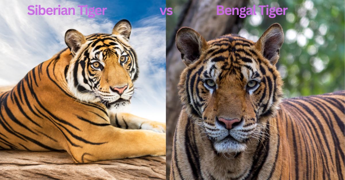 Siberian Tiger vs. Bengal Tiger