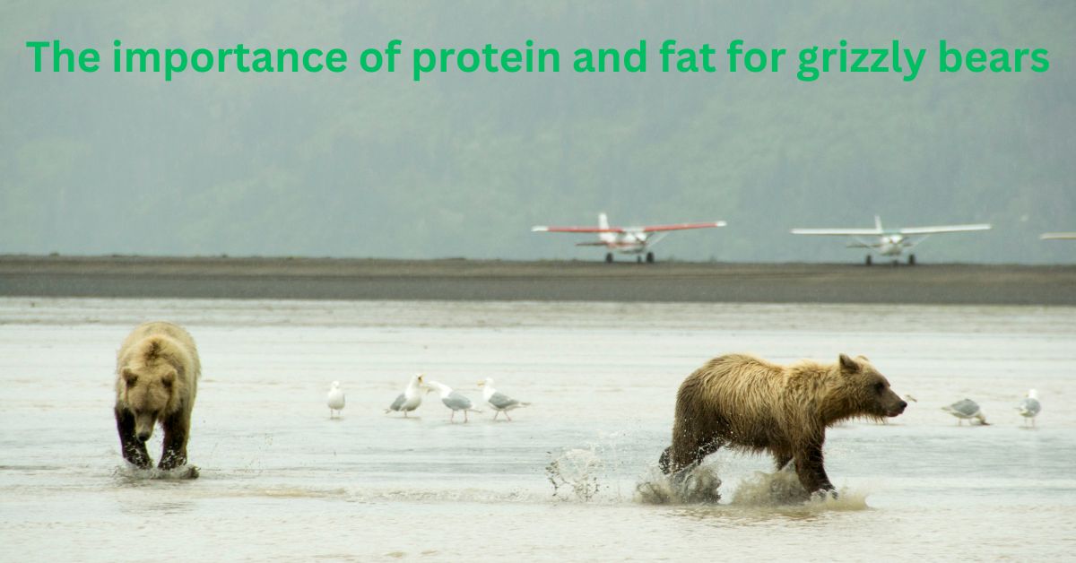 Understanding the Diet of Grizzly Bears