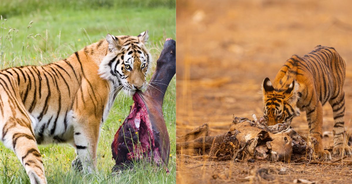 Siberian Tiger vs. Bengal Tiger