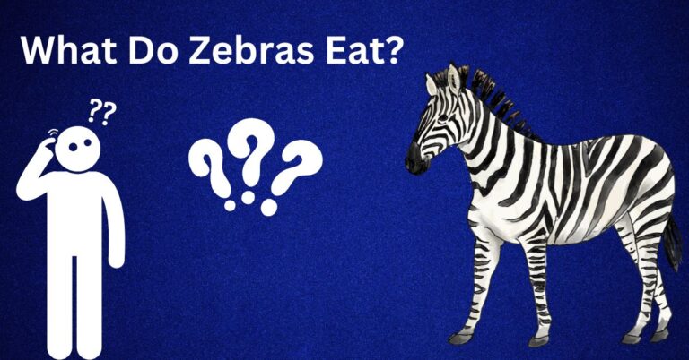 What Do Zebras Eat?