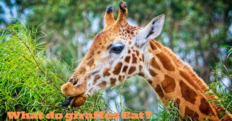 What do giraffes eat?