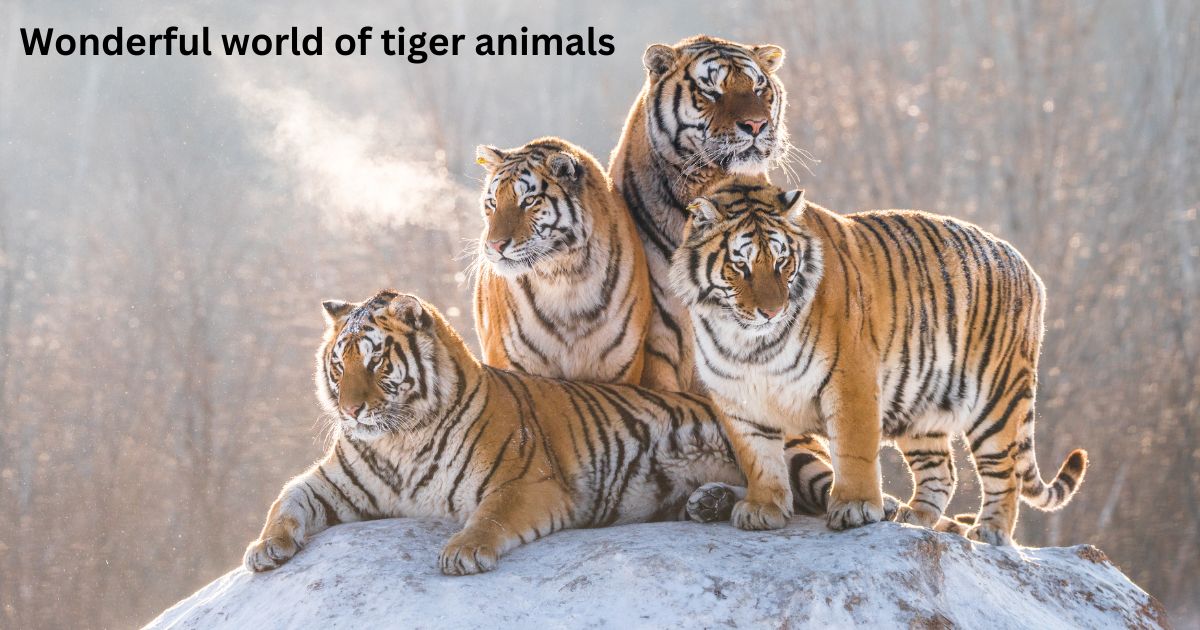 Wonderful world of tiger animals