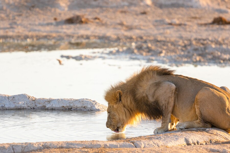 Asiatic Lion vs African Lion