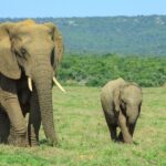 Asian elephant vs African elephant