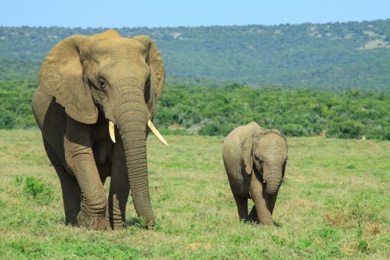 Asian elephant vs African elephant