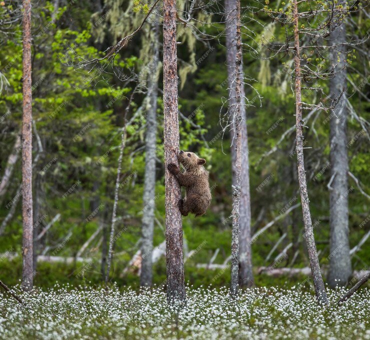 Can grizzly bears climb trees?