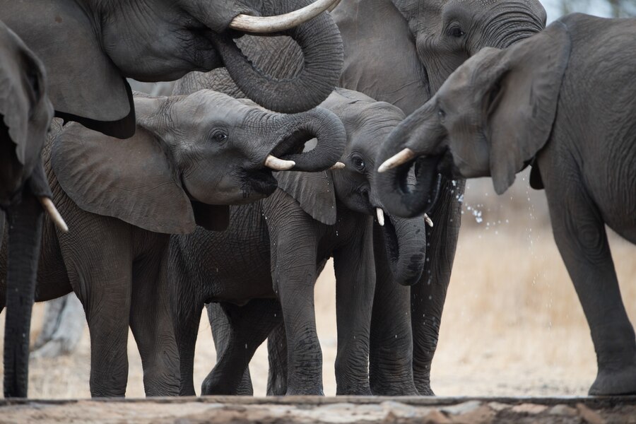 Asian elephant vs African elephant