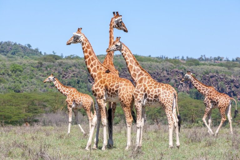 What is a Group of Giraffes Called?