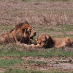 Asiatic Lion vs African Lion