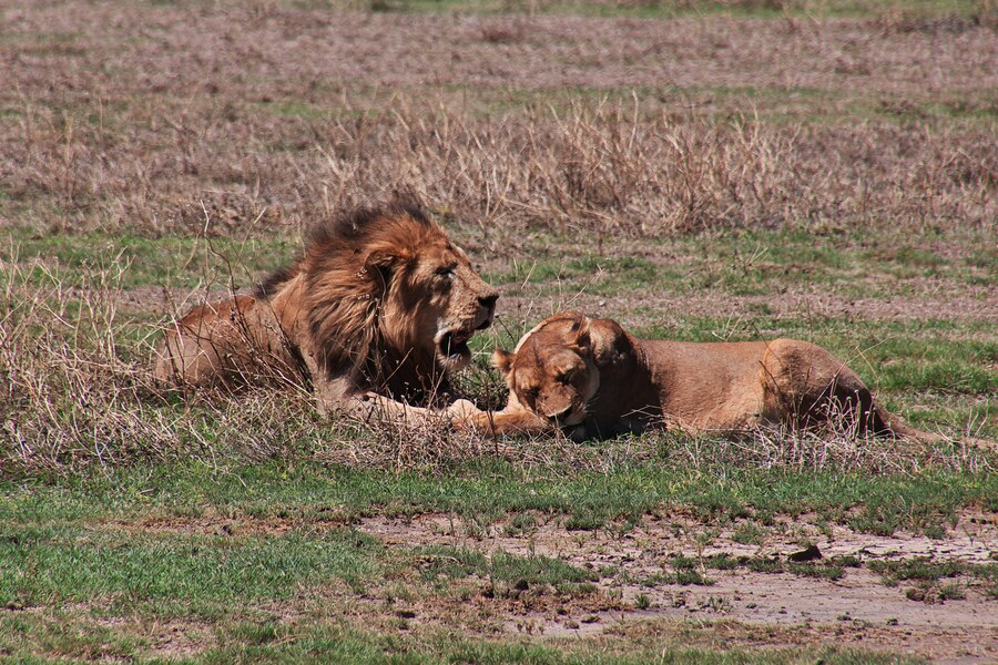 Asiatic Lion vs African Lion