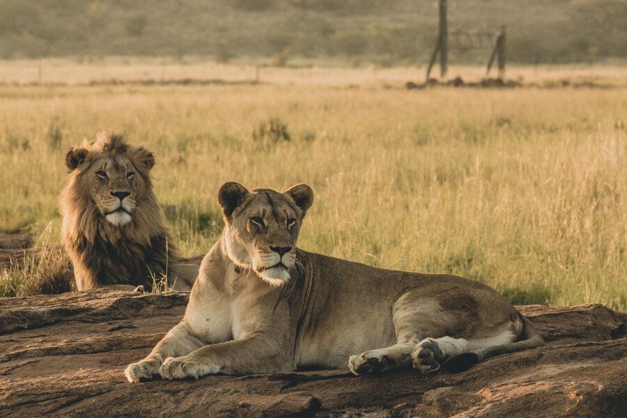 Asiatic Lion vs African Lion