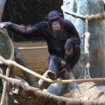 How strong are chimpanzees?