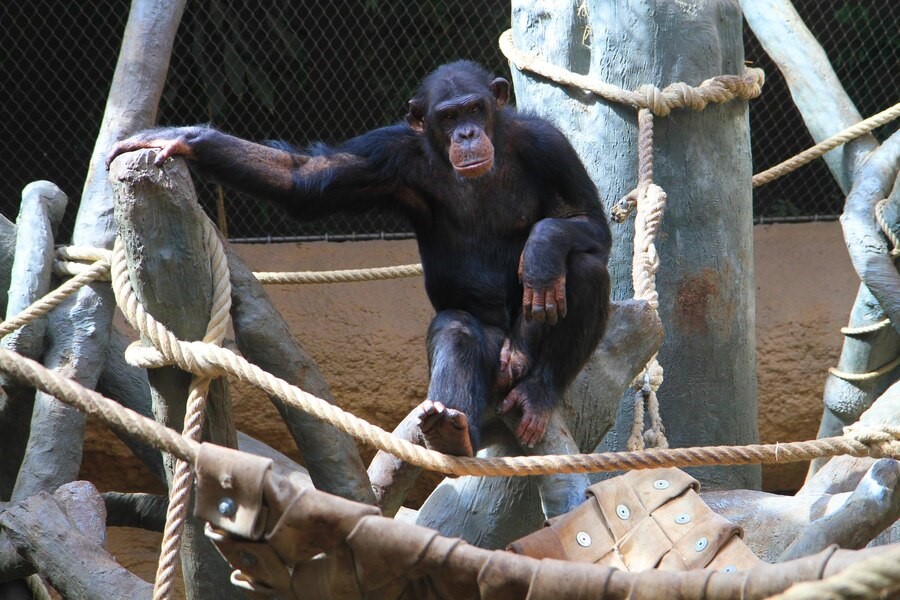 How strong are chimpanzees?