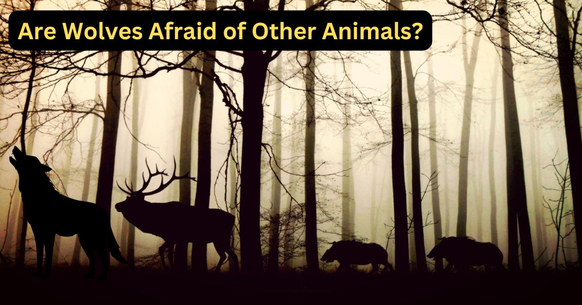 What Animals Hunt Wolves?