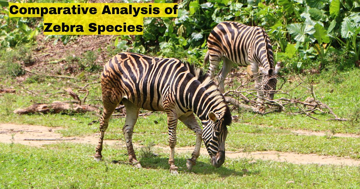 3 Species of Zebra