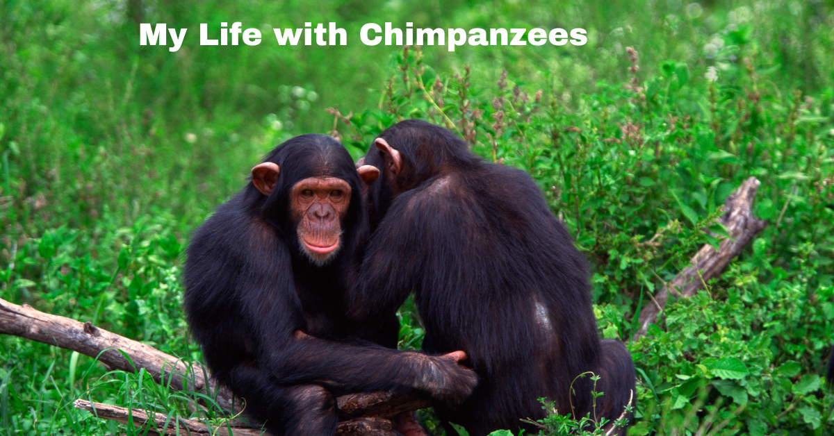 My Life with Chimpanzees