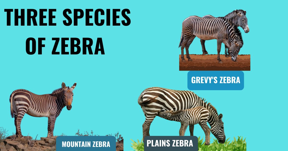 There are Three Species of Zebra| Exploring the Unique Traits of Each