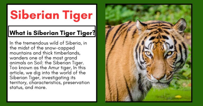 Siberian Tiger