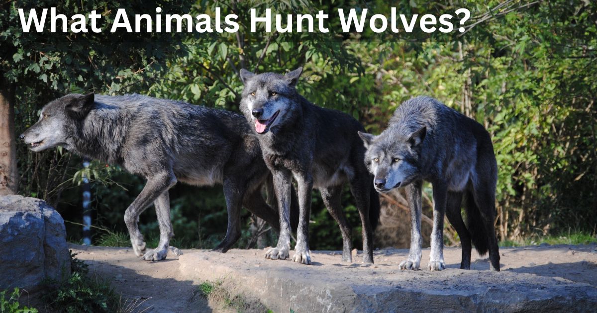 What Animals Hunt Wolves?