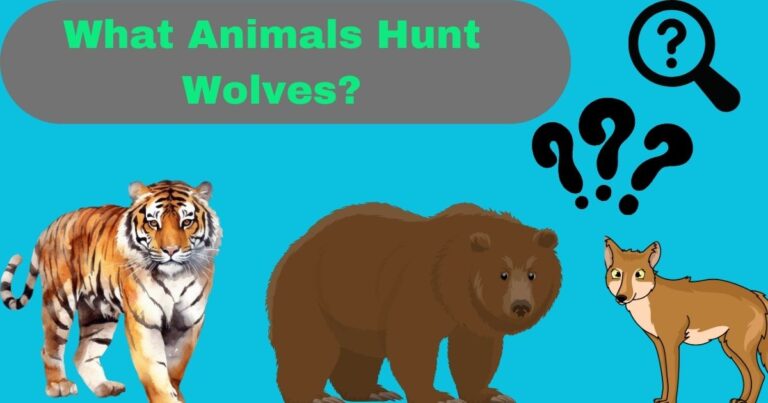 What Animals Hunt Wolves?