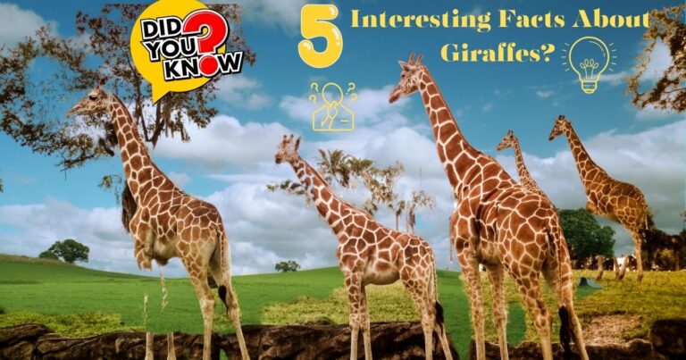 What are 5 Interesting Facts About Giraffes?