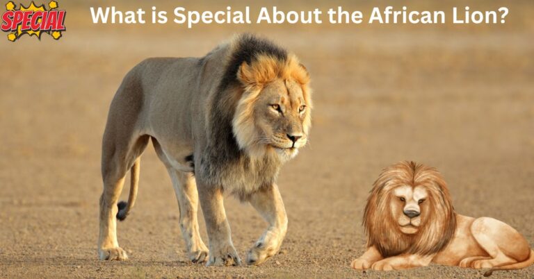 What is Special About the African Lion?