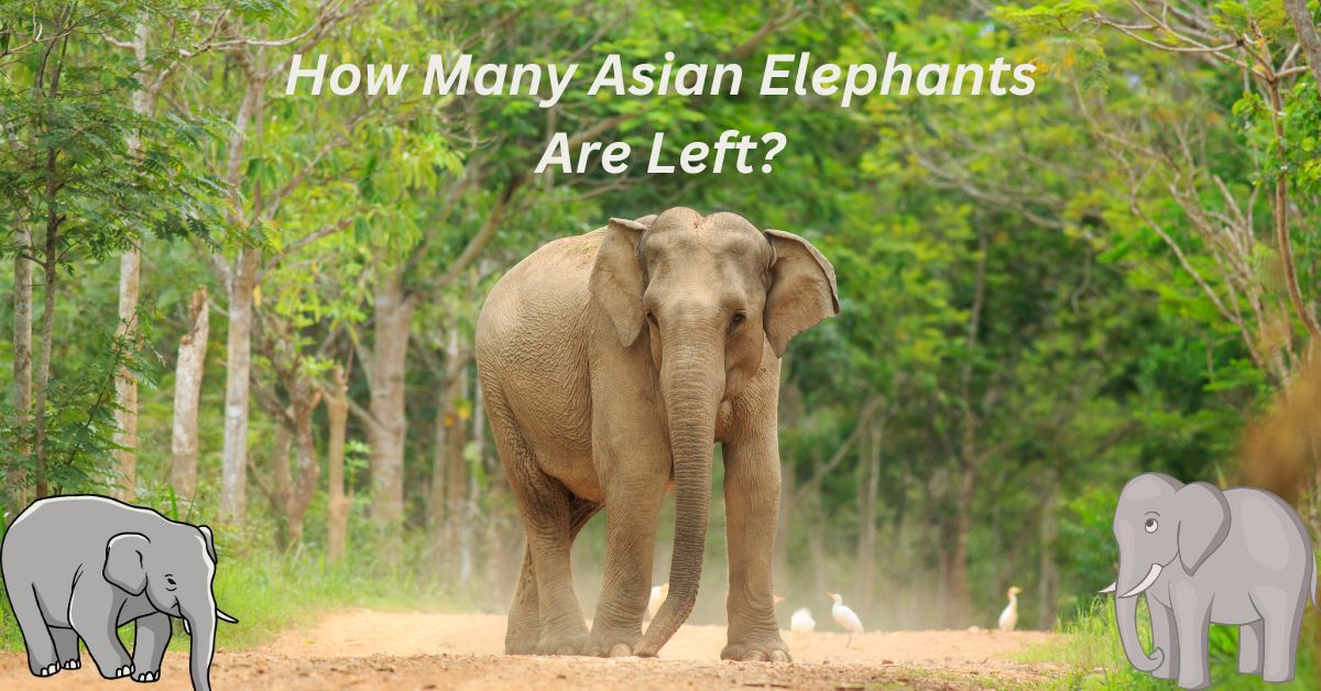 How Many Asian Elephants Are Left?