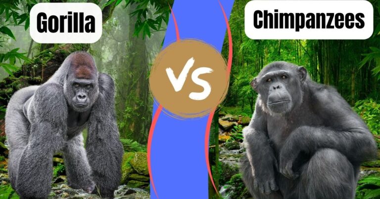 Are gorillas smarter than chimpanzees?