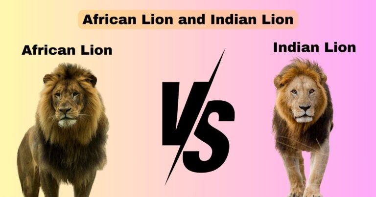 Indian Lion