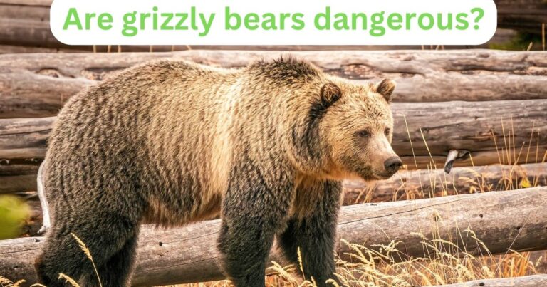 Are grizzly bears dangerous?