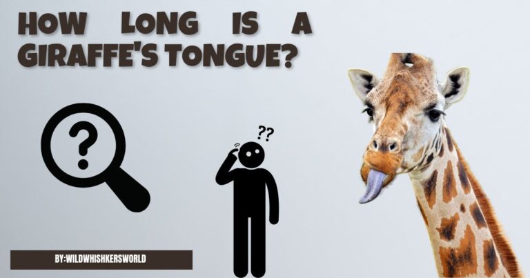 How Long is a Giraffe's Tongue?