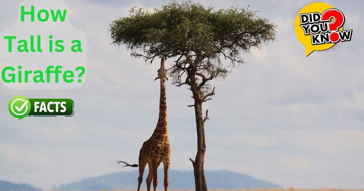 How Tall is a Giraffe?