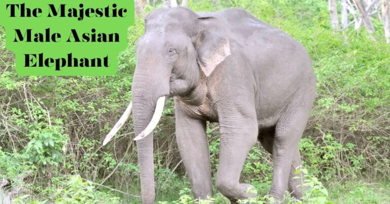 The Majestic Male Asian Elephant