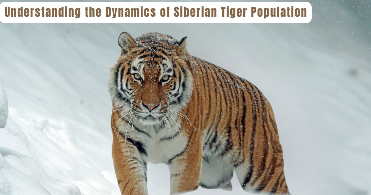 Understanding the Dynamics of Siberian Tiger Population