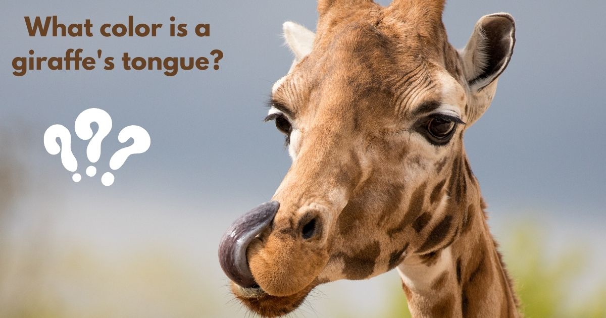What color is a giraffe's tongue?