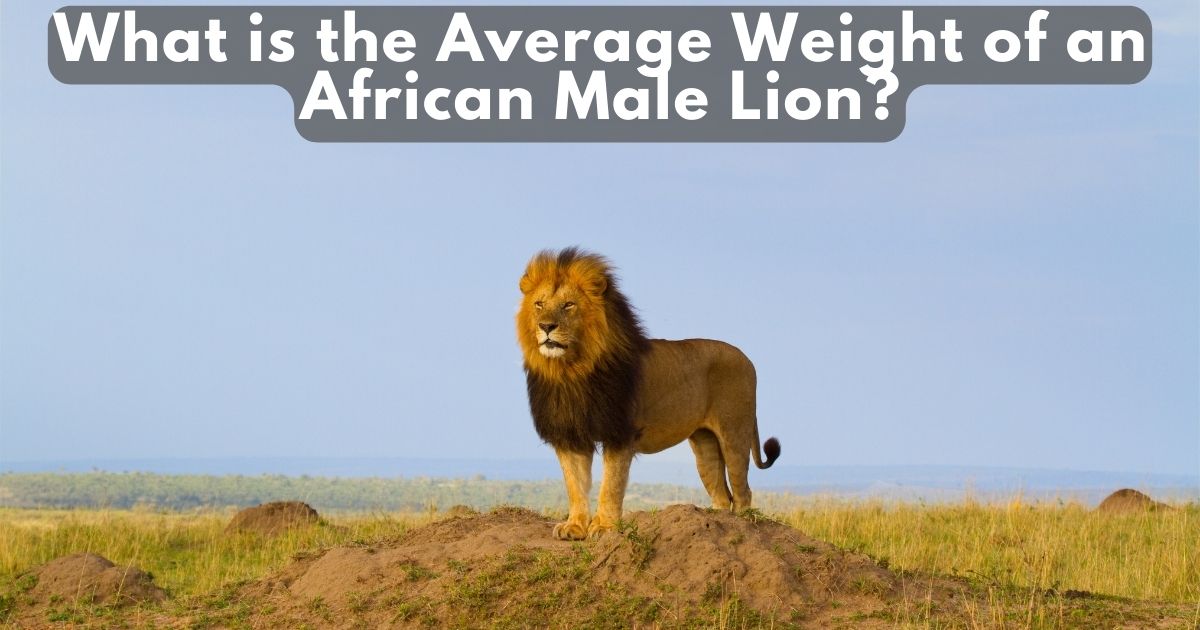 What is the Average Weight of an African Male Lion?
