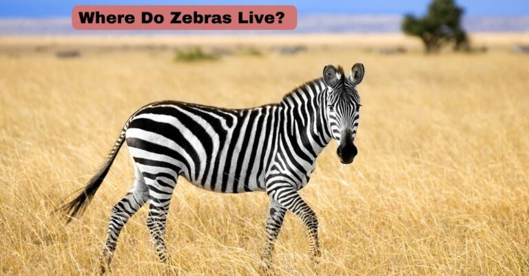 Where Do Zebras Live?