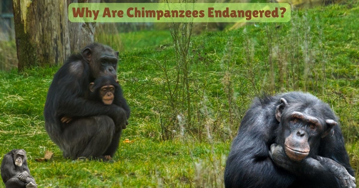 Why Are Chimpanzees Endangered?