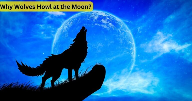 Why Wolves Howl at the Moon?