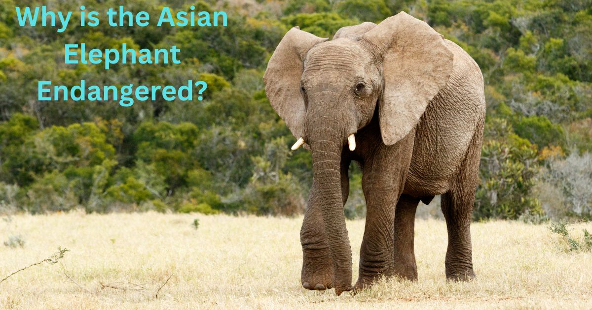 Why is the Asian Elephant Endangered?