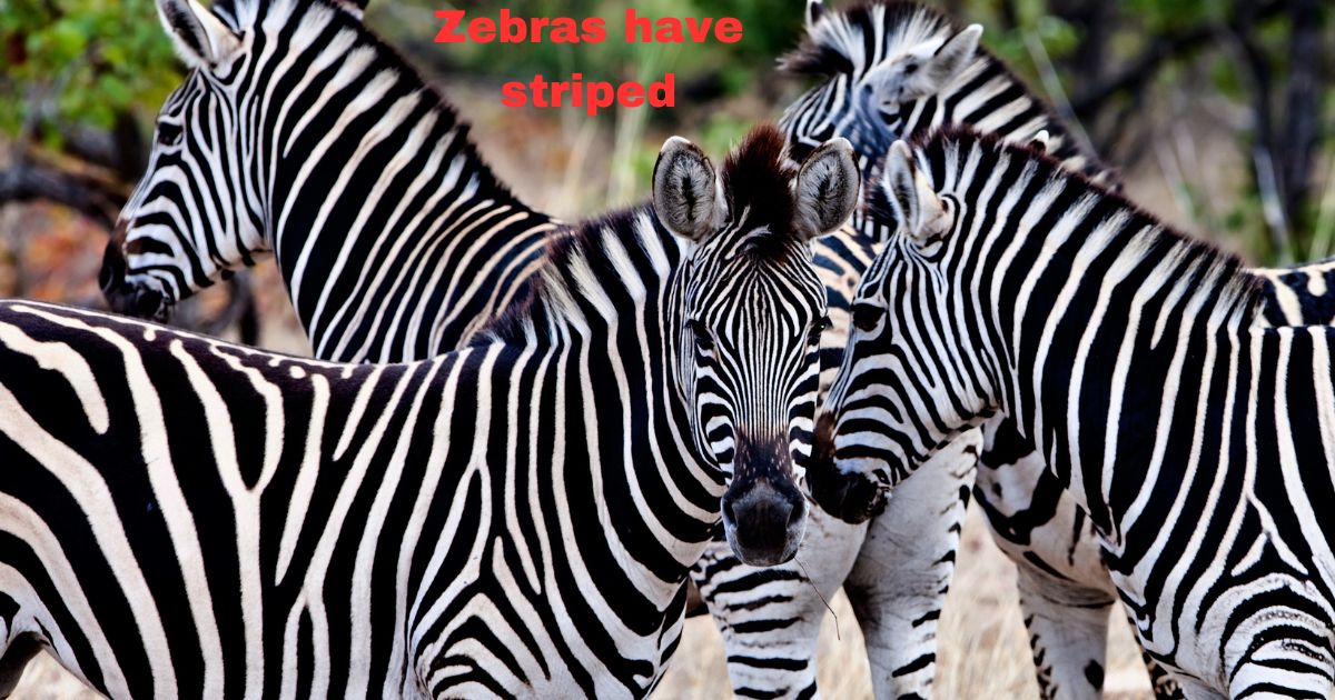 Zebras have striped