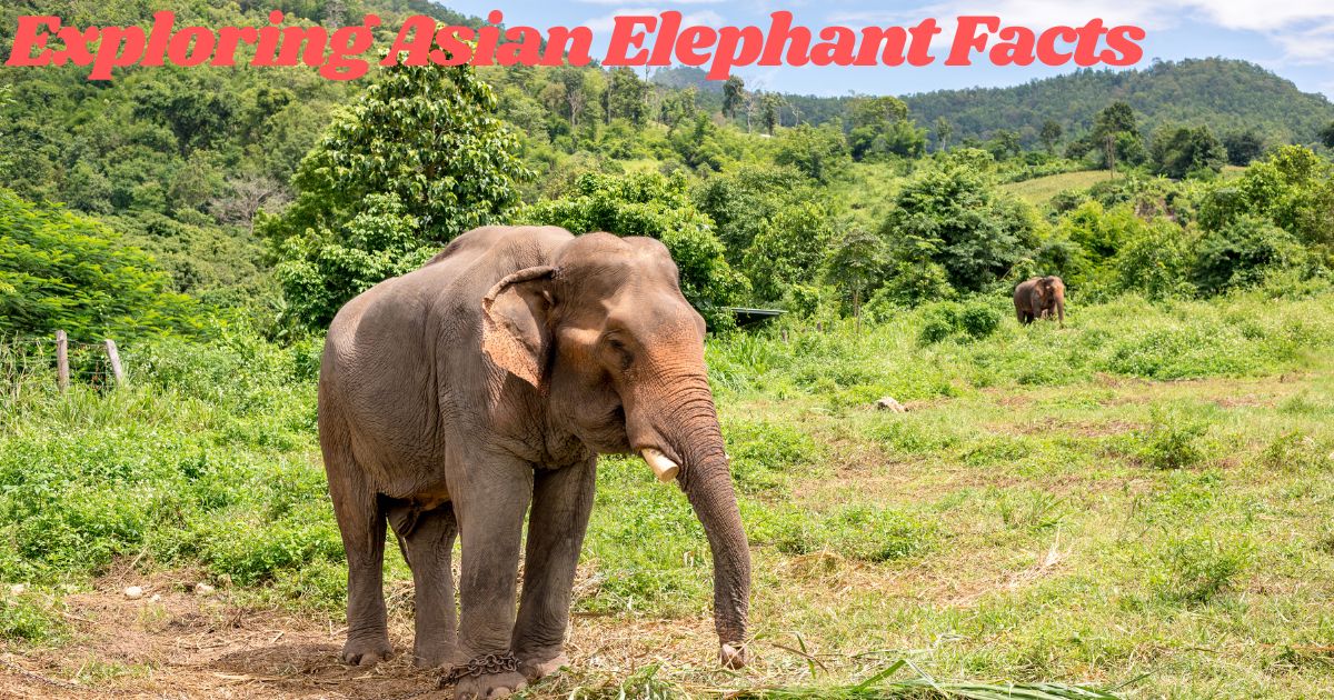 Exploring Asian Elephant Facts