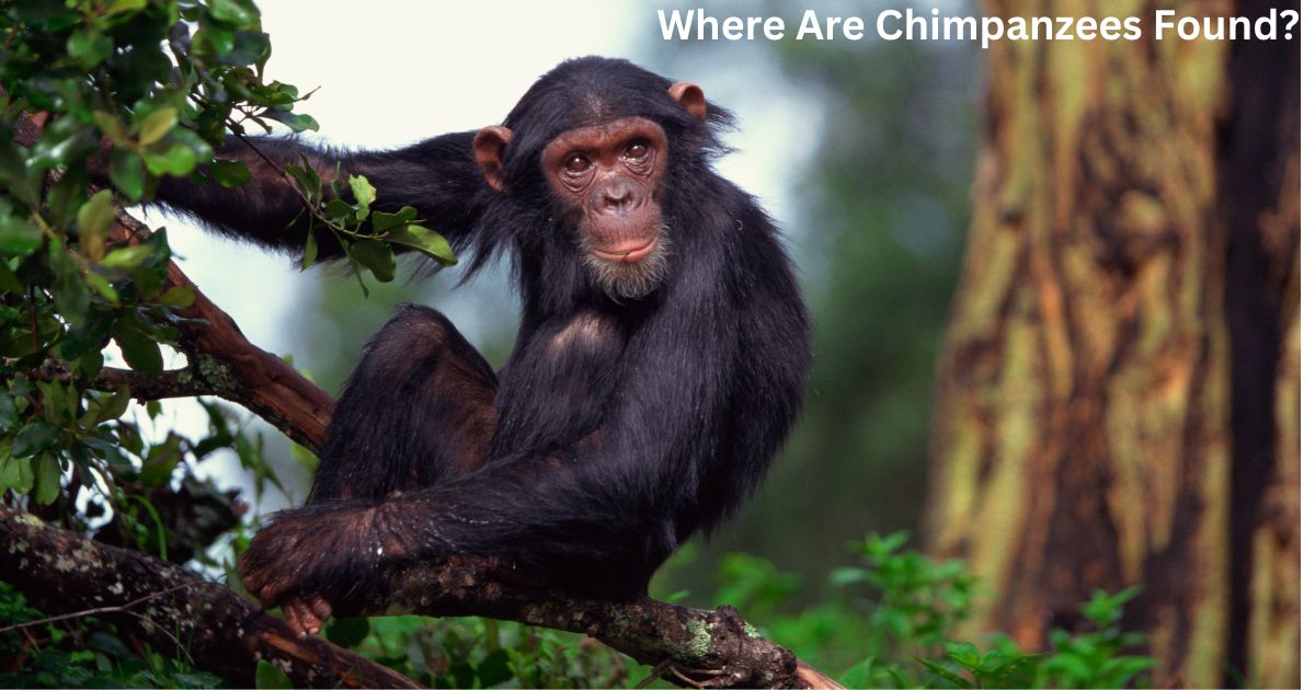 Where Are Chimpanzees Found?