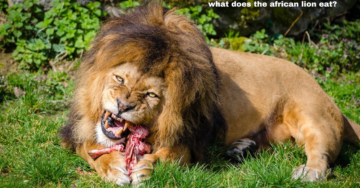 what does the african lion eat?