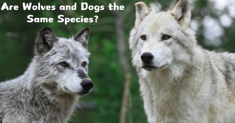 Are Wolves and Dogs the Same Species?