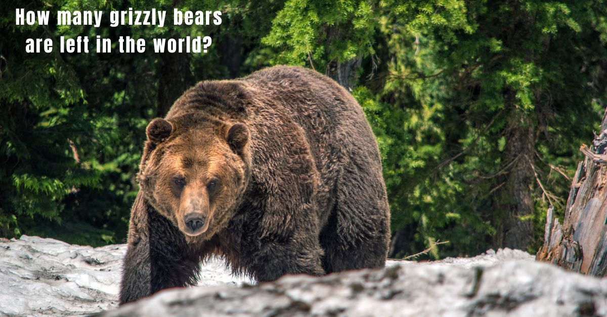 how many grizzly bears are left in the world?